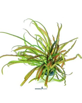 Cryptocoryne crispatula - Plant It!